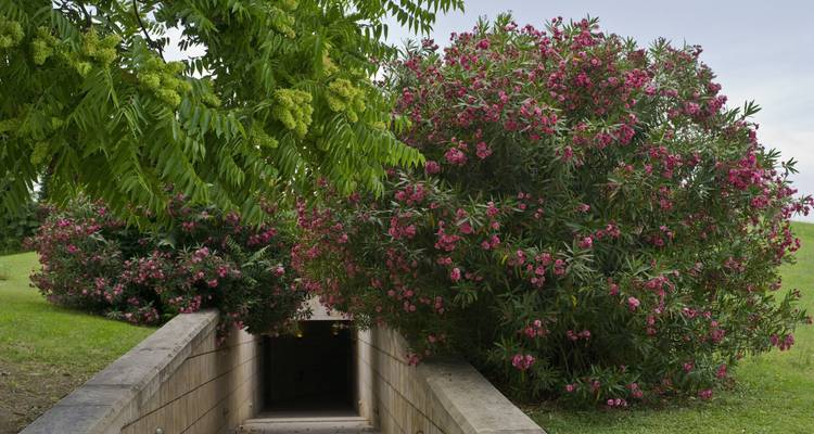 Entrance to a museum surrounded by pink and green flora in Greece.
