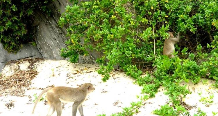Affen, die in üppiger grüner Vegetation am Strand nach Nahrung suchen.