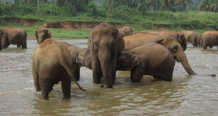 Un été magnifique à l'est et au centre du Sri Lanka - 09 jours [Budget abordable] - showlanka tours  7