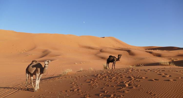 Twee kamelen staan alleen op golvende oranje duinen van de Sahara bij dageraad.