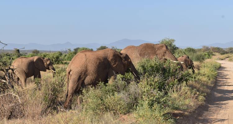Safari de 3 días al Parque Nacional de Amboseli - Africa Vacation Safaris 3