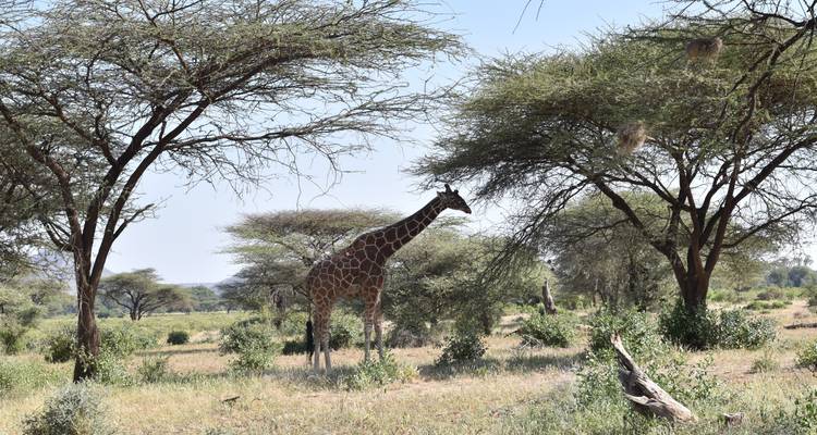 Safari de 3 días al Parque Nacional de Amboseli - Africa Vacation Safaris 1