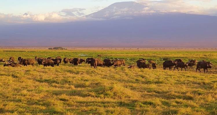 Safari de 3 días al Parque Nacional de Amboseli - Africa Vacation Safaris 10