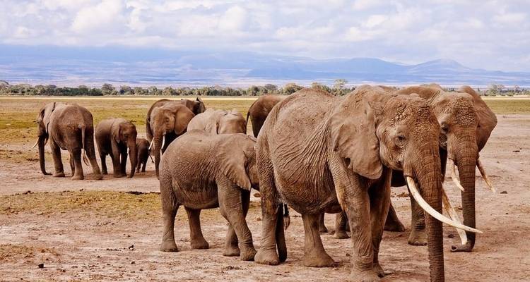 Safari de 3 días al Parque Nacional de Amboseli - Africa Vacation Safaris 6