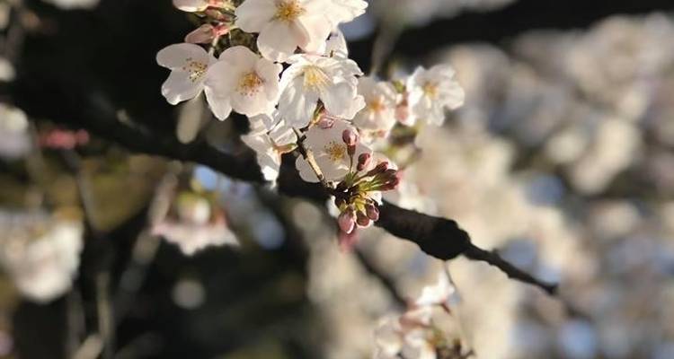 Cherry Blossom et; Garden - MW Tours 10