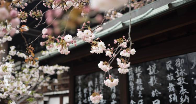 Cherry Blossom et; Garden - MW Tours 3