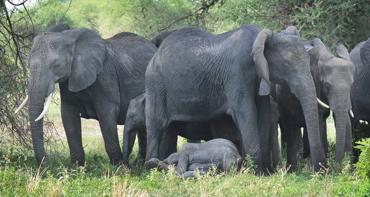 Safari de luxe de 4 jours en Tanzanie - Hazzes Adventure 4