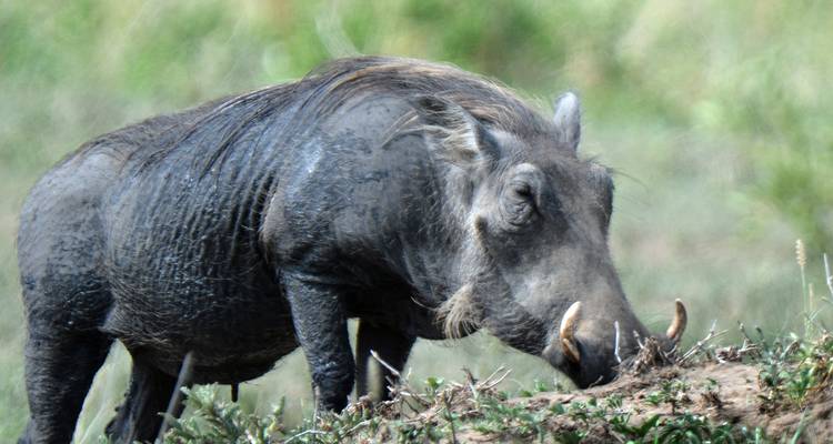 Safari de luxe de 4 jours en Tanzanie - Hazzes Adventure 6