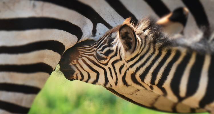 Safari de luxe de 4 jours en Tanzanie - Hazzes Adventure 8