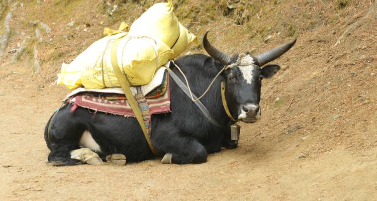 Grupo que se une a la Travesía por el campamento base del Everest - 12 días - White Hill Adventure Treks and Expedition Pvt Ltd 8
