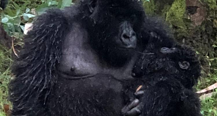 Découvrez l'Ouganda avec la randonnée des gorilles, les Big 5 et les grands félins (en exclusivité) - Devine African Safaris Ltd 4