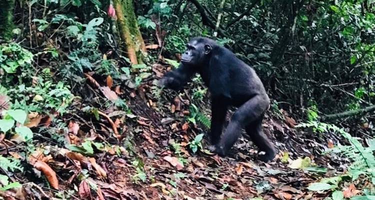 Découvrez l'Ouganda avec la randonnée des gorilles, les Big 5 et les grands félins (en exclusivité) - Devine African Safaris Ltd 6