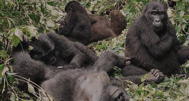 Découvrez l'Ouganda avec la randonnée des gorilles, les Big 5 et les grands félins (en exclusivité) - Devine African Safaris Ltd 9