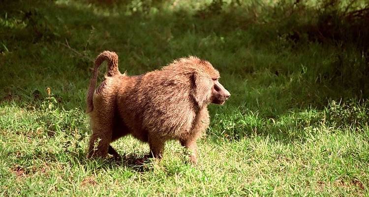 5 jours de safari privé en milieu de gamme dans tous les parcs du circuit nord de la Tanzanie - African Polecat Safaris 1