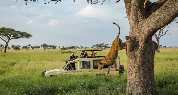 Safari de 3 días en albergue en Tanzania - Hazzes Adventure 6
