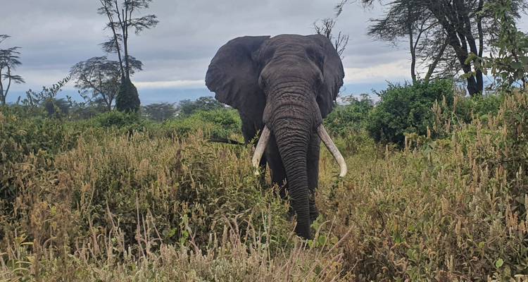 Safari de 3 días en albergue en Tanzania - Hazzes Adventure 9