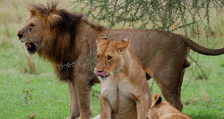 Löwen, die unter einem Baum in der Savanne ruhen.