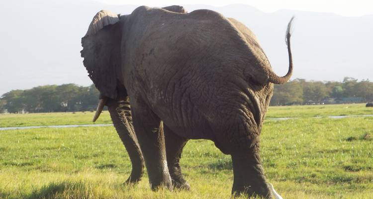 Gros plan d'un éléphant marchant sur l'herbe.