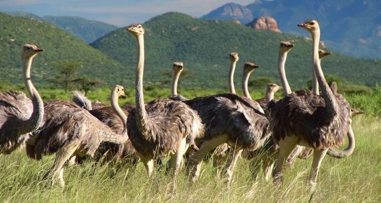 6 Day Kenya Cultural Safari - Holiday Destination Safaris 3