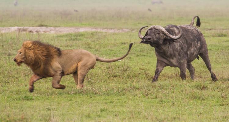 Safari de 2 días en campamento por Tanzania - Hazzes Adventure 2