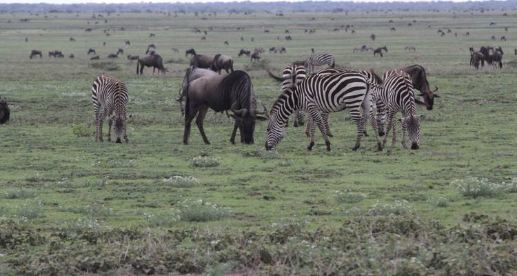 Safari de 2 días en campamento por Tanzania - Hazzes Adventure 7