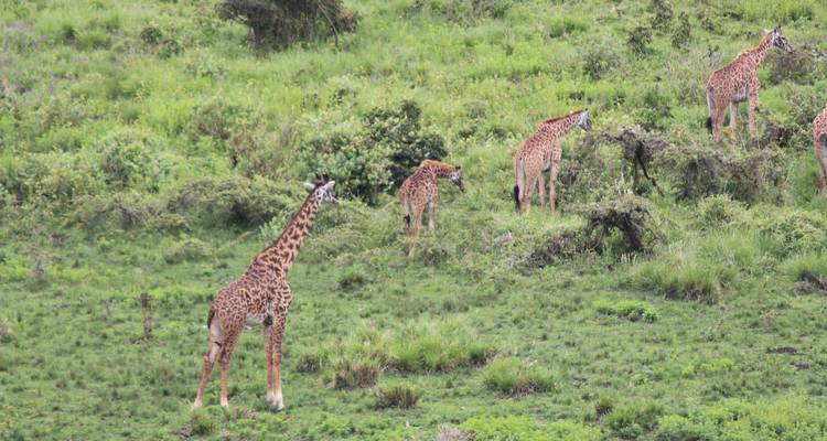 Safari de 2 días en campamento por Tanzania - Hazzes Adventure 8