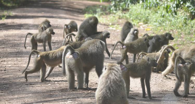 Safari de 2 días en campamento por Tanzania - Hazzes Adventure 10