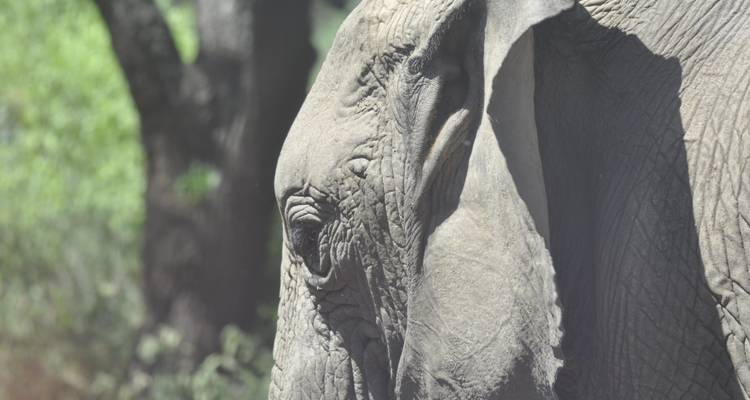 Gros plan d'un éléphant dans un cadre verdoyant luxuriant.