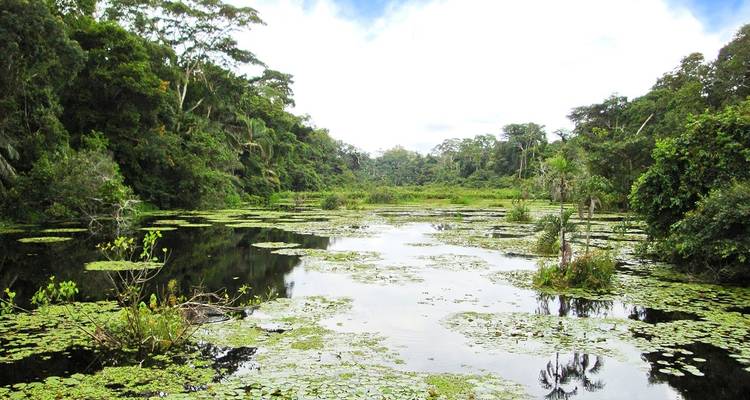 Collpa de guacamayos de Tambopata 2D - 1N - CondeTravel 6