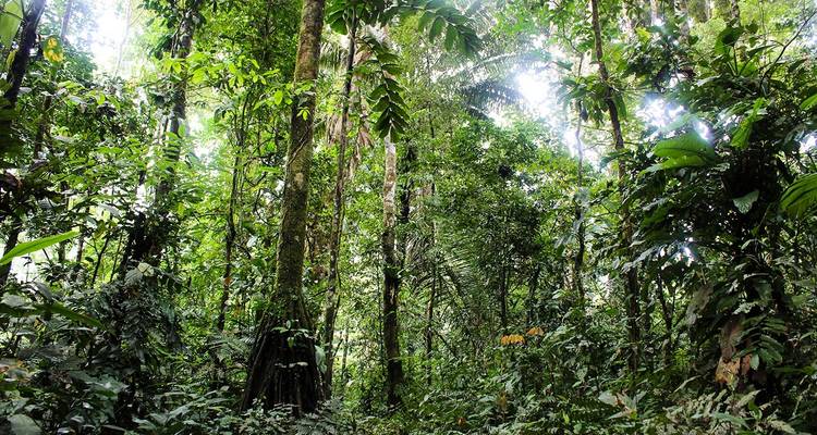 Collpa de guacamayos de Tambopata 2D - 1N - CondeTravel 8