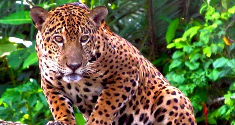 Collpa de guacamayos de Tambopata 2D - 1N - CondeTravel 2