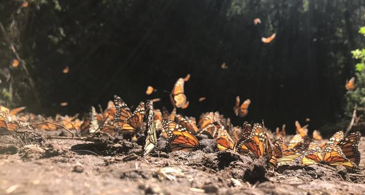 Monarch Butterfly Tour in Mexico - Eco Travel Mexico 9