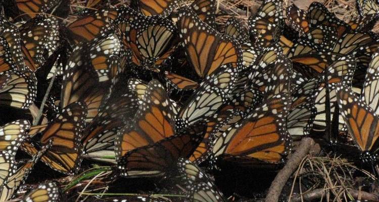 Monarch Butterfly Tour in Mexico - Eco Travel Mexico 4