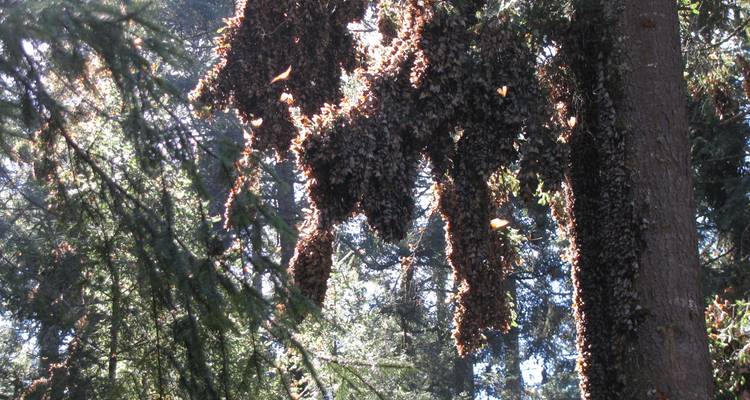 Monarch Butterfly Tour in Mexico - Eco Travel Mexico 3