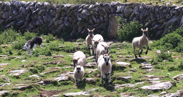 8-Day Emerald Explorer Small Group Tour - Overland Ireland - Small Group Tours 9