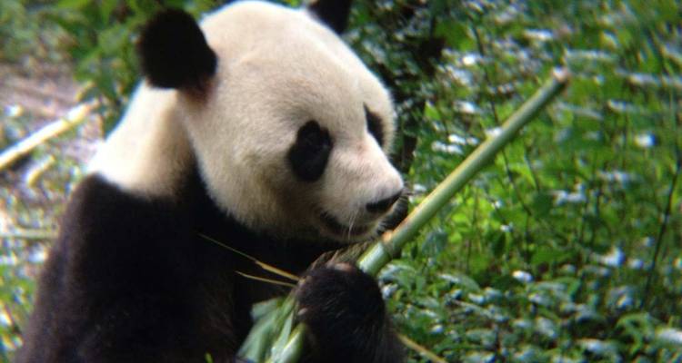 Best China Attractions - Truly China Travel 10