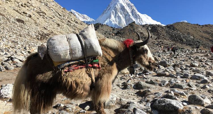 Circuito de lujo al Campamento Base del Everest -11 días - Himalayan Adventure Treks & Tours 5