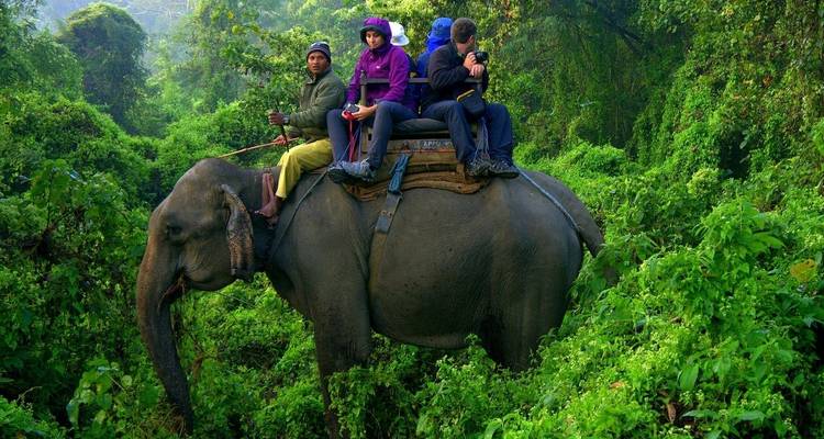 Mensen die op een olifant door dichte jungle rijden.