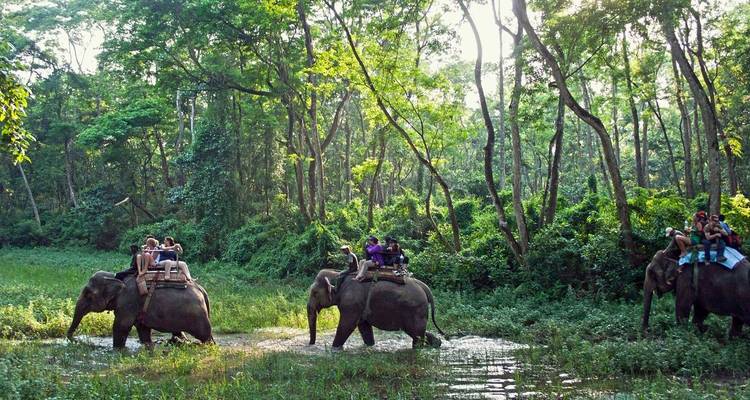 Groep olifanten lopend door een groen bos.