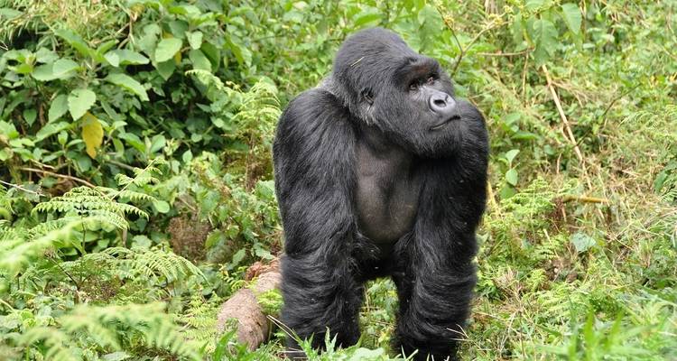 Circuit de 9 jours au Rwanda - African Travellers 1
