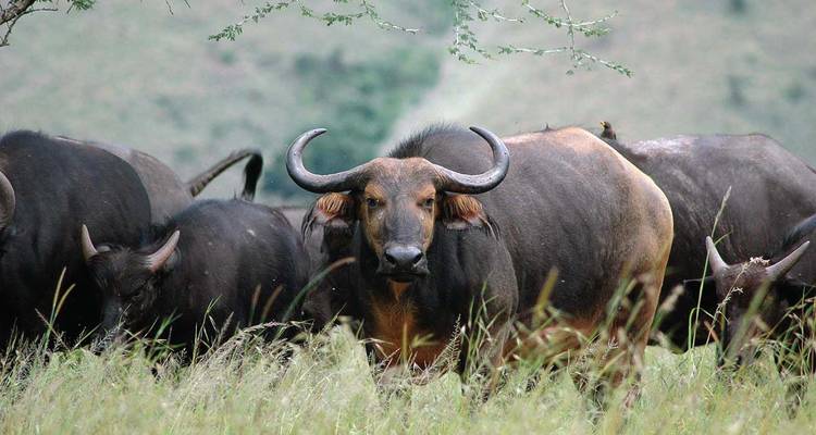 Circuit de 9 jours au Rwanda - African Travellers 4