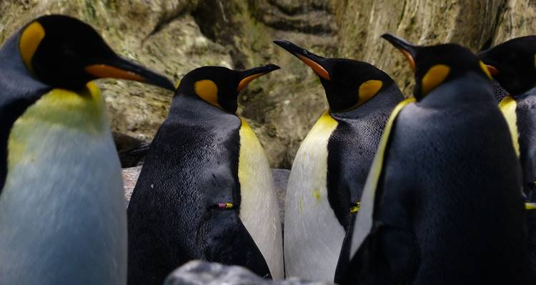 Patagonia: At The End Of The World (9Days/8Nights) - Gray Line Chile 3