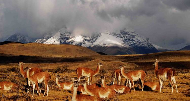 Patagonia: At The End Of The World (9Days/8Nights) - Gray Line Chile 8