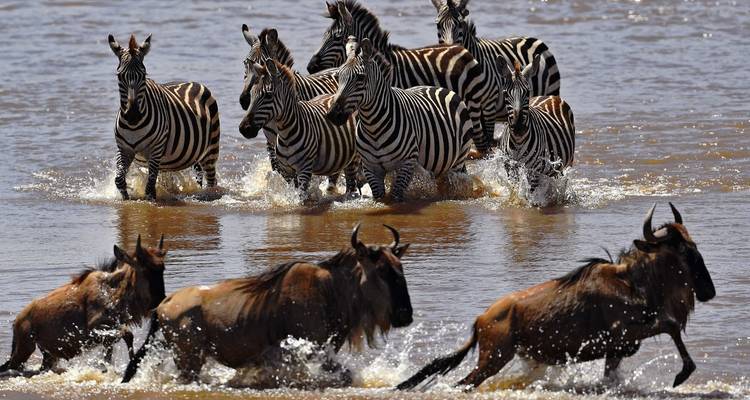10 Days Tanzania Wildebeest Migration Safari - Hazzes Adventure 7