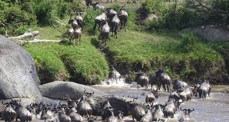 10 Days Tanzania Wildebeest Migration Safari - Hazzes Adventure 3