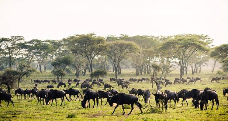 10 Days Tanzania Wildebeest Migration Safari - Hazzes Adventure 6