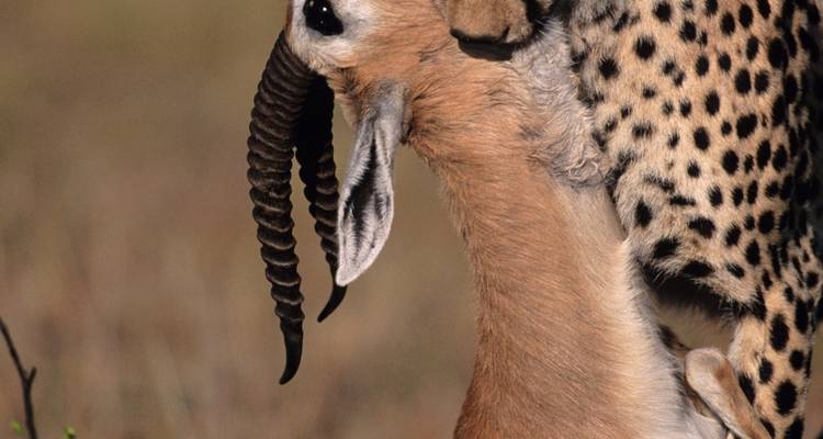 10 jours de safari en Tanzanie pour la migration des gnous - Hazzes Adventure 10