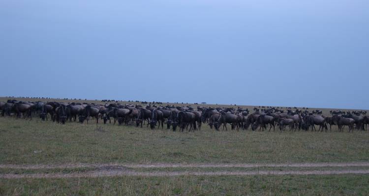5 Day Masai Mara Migration Safari - Holiday Destination Safaris 4