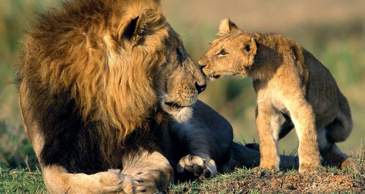 5 Day Masai Mara Migration Safari - Holiday Destination Safaris 3