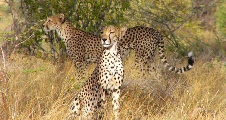 5 Day Masai Mara Migration Safari - Holiday Destination Safaris 8